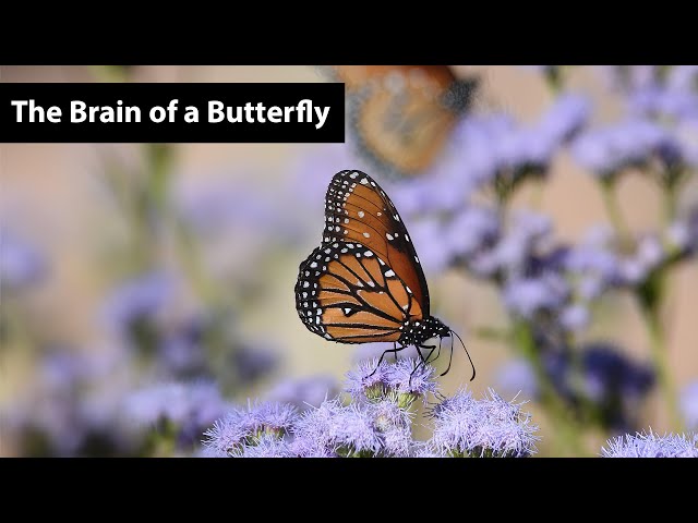 The Brain of a Butterfly