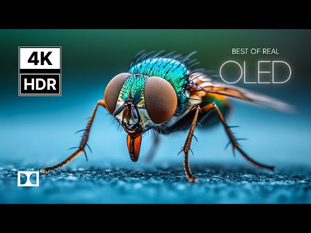 OLED TEST DEMO in Stunning 4K HDR 60fps | Dolby Vision Showcase for 8K & 4K TVs