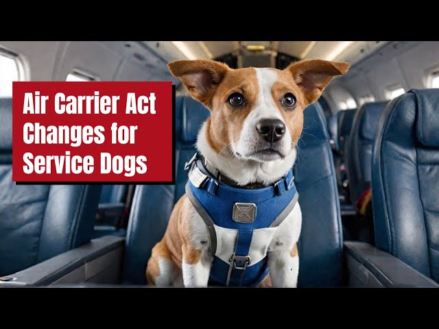 Flying with Your Service Dog? What You NEED to Know!