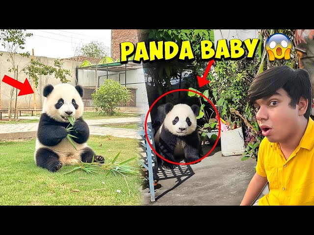 Finally… Maine Panda Baby Le Liya 😳🐼 | Thanks Sw Pet House