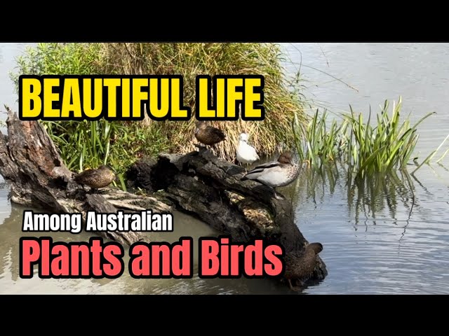 Homegrown Inspiration: Beautiful Life among Australian Plants and Birds! BF&N MariaDiAussie