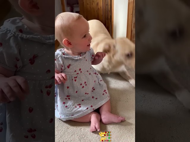 Animals Meeting Babys