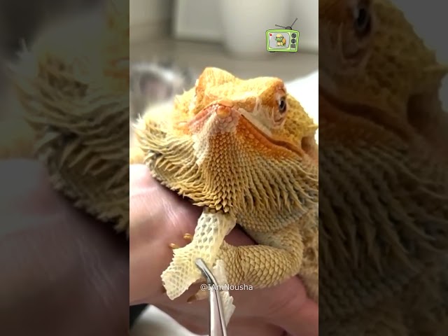 ASMR Lizard Shedding Sound: Pure ASMR Magic 🦎✨