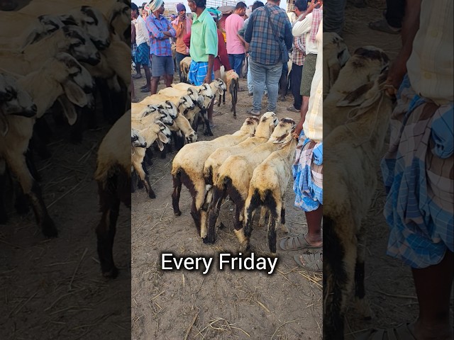 #market gudur sheep market! Every Friday!!Price's #viralvideo #farming #sheep