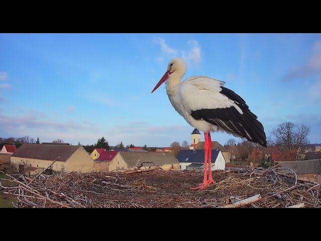 🔴 LIVE: Storchennest Fohrde - Nest 1 (2026) 🐦 White Stork Cam