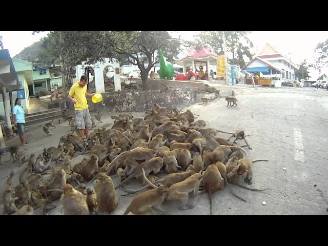 360 3D Monkeys at Wat Khao Takiap, Hua Hin Thailand