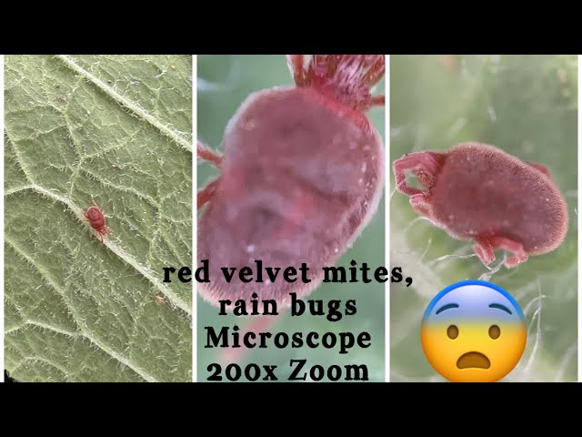 Rain bugs,red velvet mites,microscop 200x zoom