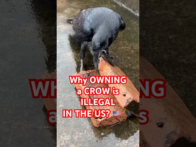 Why Owning a Crow Is ILLEGAL in the U.S.! 😳🚨