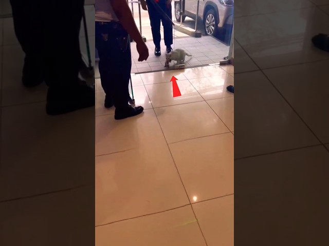 Guard Stopped the Cat 🐱🚫