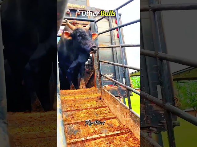 Watch till end to see other bulls vs this last bull 💀