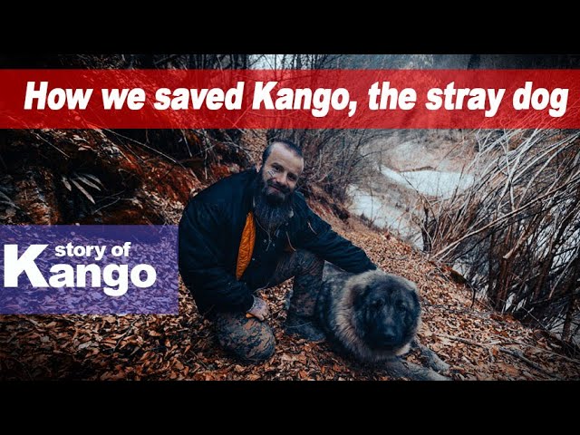 Rescue Story of Kango – The Dodo Wanted Him