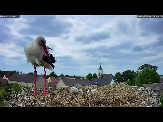 Sie hat es schon wieder getan 😥, nur noch zwei 🐥🐥