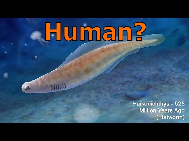 4 BILLION Years of Life: Bacteria to Human Evolution MORPH (The Full Story) 🦠➡️🧑EDU