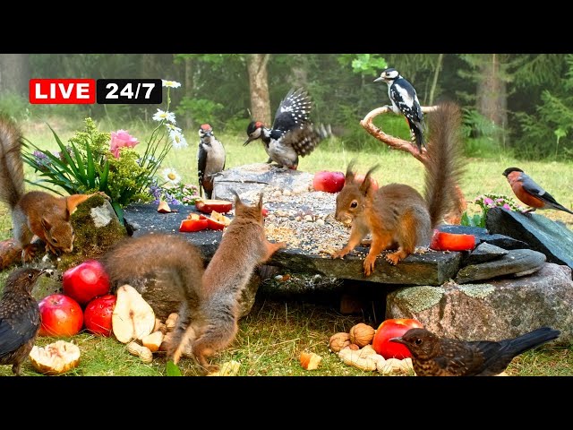 🔴24/7 LIVE CAT TV NO ADS😺 Midsummer Nut Party with Cutest Red Squirrels and Adorable Little Birds