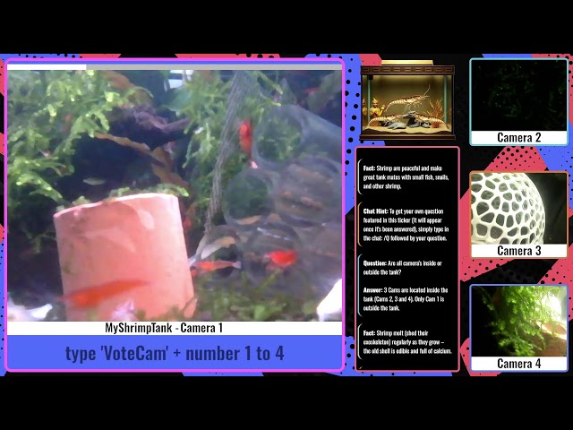 LIVE HD Red Neocaridina Tank•Relaxing Shrimp Stream•2026-04-06•Choose your Camera point of view