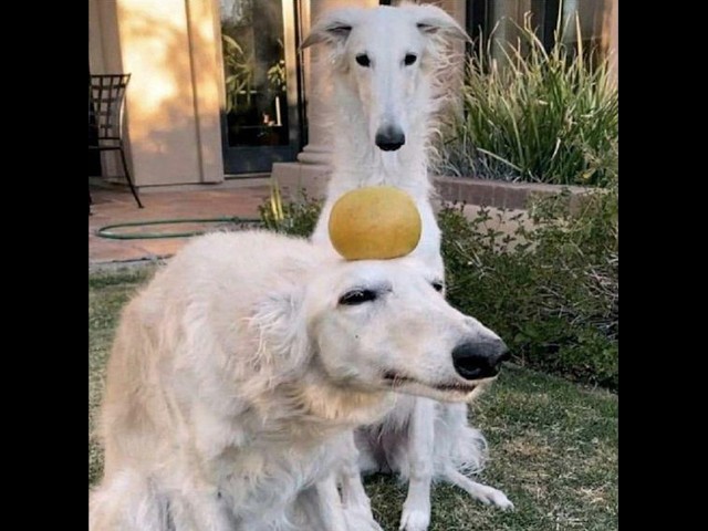 brother may I ponder the orb