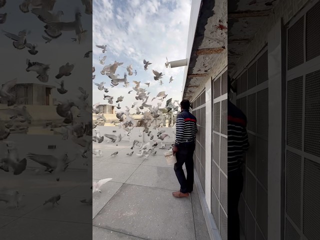 #kabootarbazi #kabootar #birds #shorts #short #viral #youtubeshorts