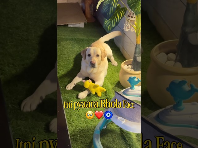 Comment karo Simba kitna pyara hai?🥹❤️ #ytshorts #pets #labrador #dog #minivlog