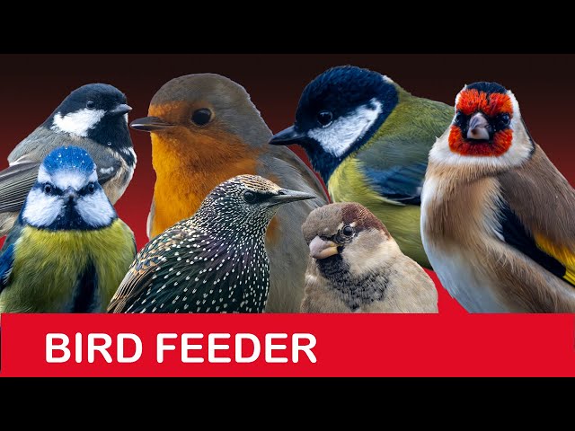 LIVE Bird Feeder Cam in Scotland