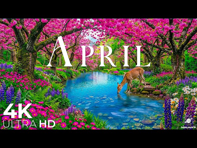 April 2026 – Peak Spring 4K 🌸 A World of Flowers, Cherry Blossoms & Gentle Morning Glow