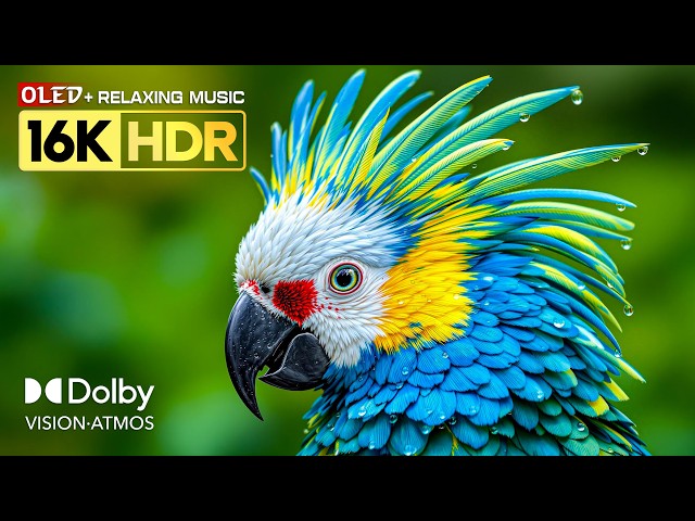 Perfect 16K Video OLED TEST | 8K HDR 120FPS | Dolby Vision | Relaxing Sleep Music