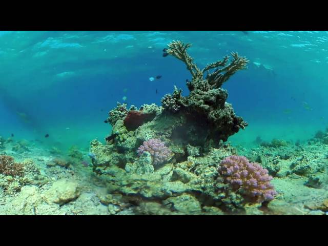 Das Rote Meer in 360grad VR - Ägypten 2016 | Red Sea Egypt
