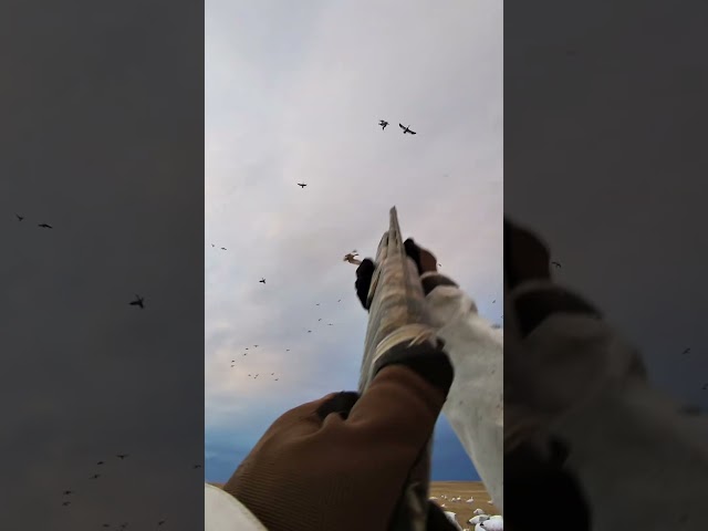 Snow Goose Hunting 2024 with Claudio Ongaro| 250 Club | #huntongaro #hevishot #benelli @Cabela-s