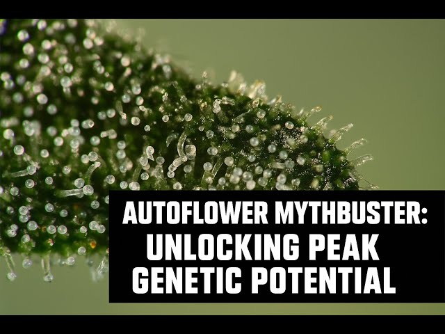 Autoflower Mythbusters: Unlocking Peak Genetic Potential