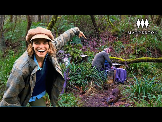 We Brought Beavers Back to our Ancient Landscape - Here's Why