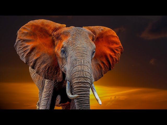 African Elephants in the Wild 🐘 Real Nature Sounds of the Savanna | Relaxing Live Stream