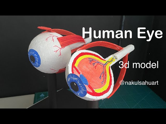 human eye model science project | 3d model for science exhibition | Biology Project  #nakulsahuart