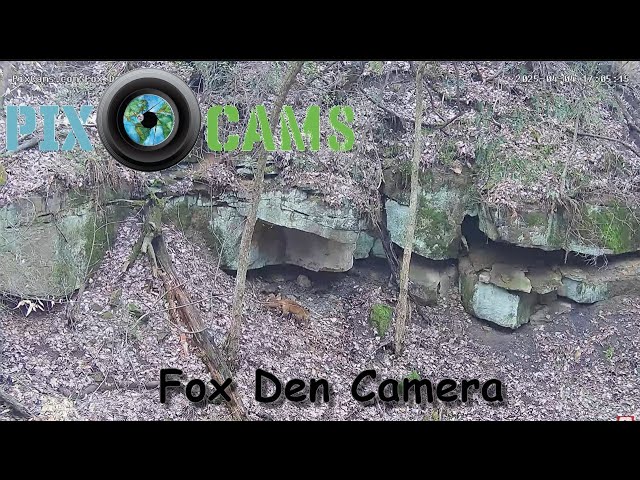 PixCams.com Fox Den Cam Live Stream