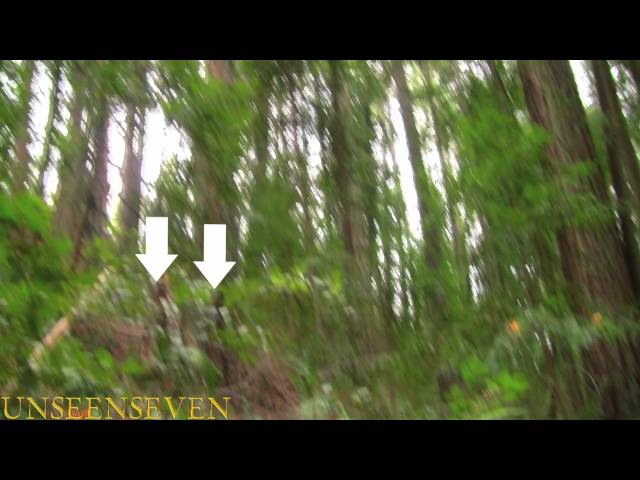 NEW BEST BIGFOOT VIDEO EVER!!!!!!!!!.unseenseven
