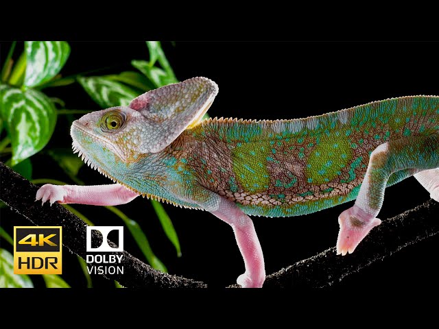 IPhone 12 HDR 4k 60fps Dolby Vision 10bit