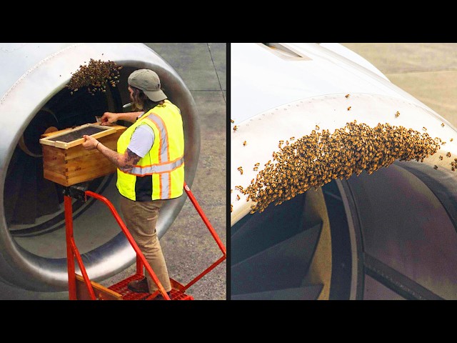 Flight Delayed Due to Bee Invasion