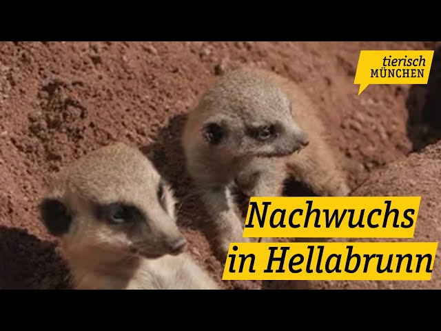 Tierisch München: Nachwuchs in Hellabrunn