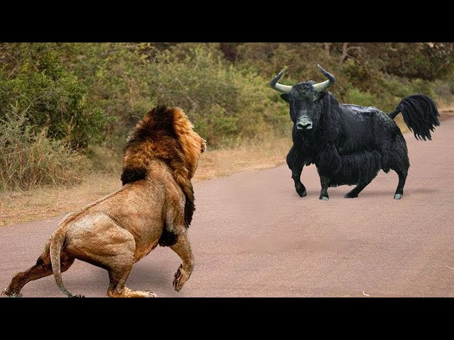 Craziest Lion Attacks Ever Caught On Camera #NatureDocumentary | Wild Animals #5