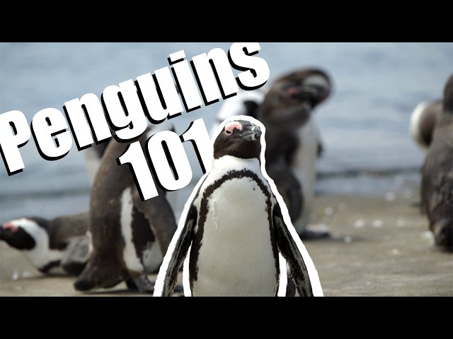 Penguins | Weird | Aquatic | Flightless | Bird