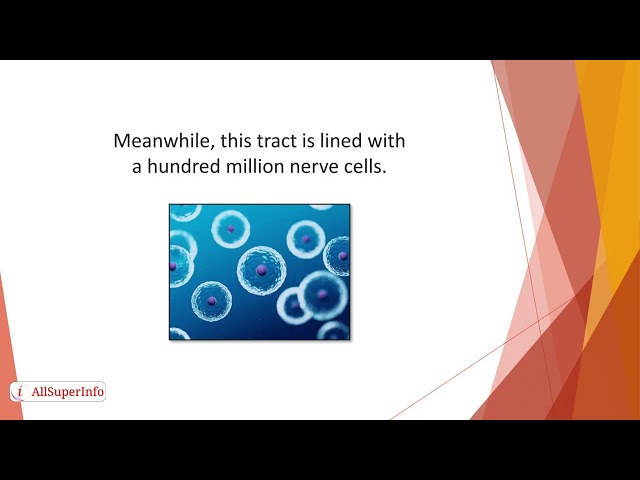 13   The Science Behind Brain Function Improvement