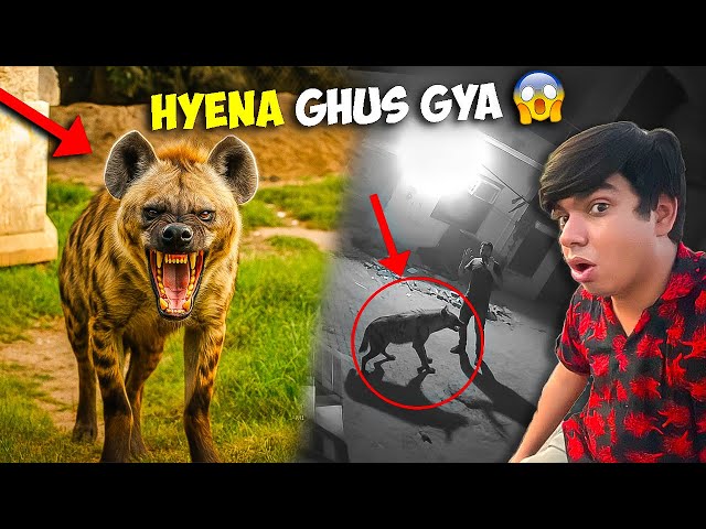 Hyena 😱Ghr Me Ghus Gya Aur Attack Kr Diya 🚨 | Sw Pet House, Please Help karo !
