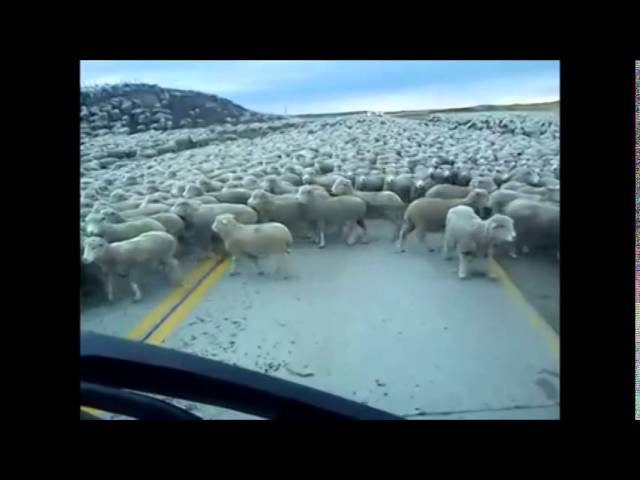 a collection of goats in a road! (funny)
