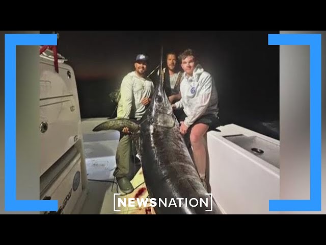 Reeling in 500-pound swordfish was 5-hour struggle: Florida captain | Jesse Weber Live