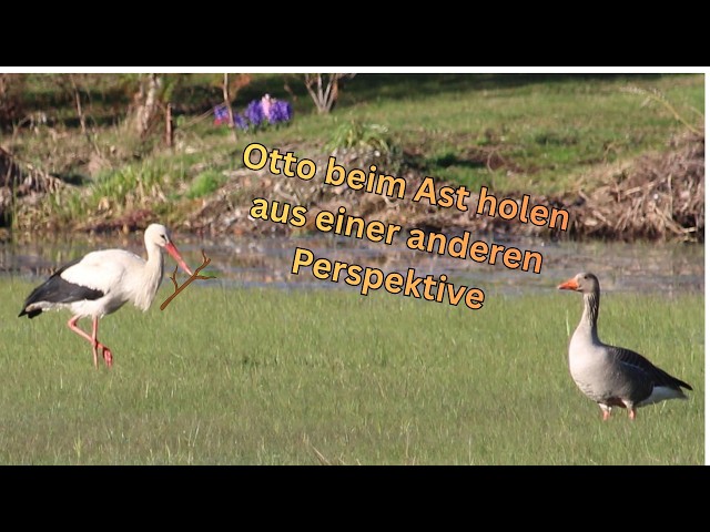 Otto beim Ast holen aus einer anderen Perspektive - Storchennest Fohrde