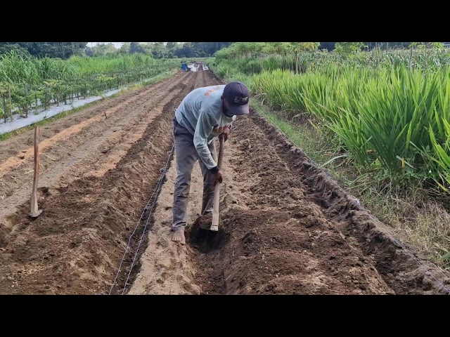 GENIUS FARMER IDEA! CREATING SUPER BEDS WITH A SIMPLE HOE - Agriculture Gardening