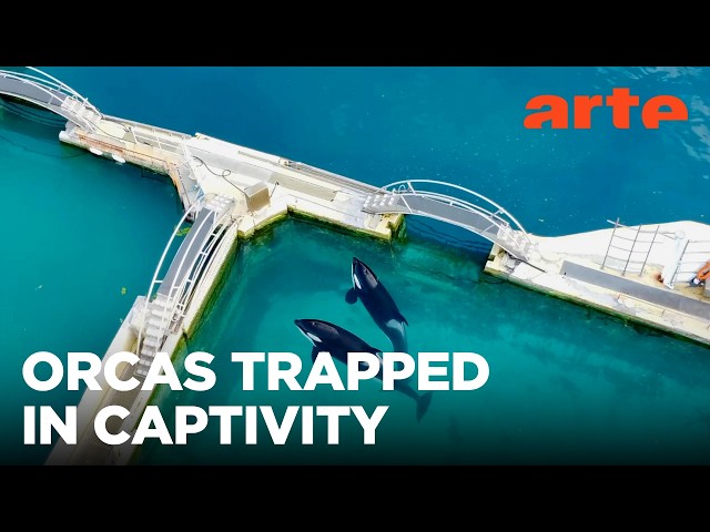 Orcas - End of the Show | ARTE.tv Documentary