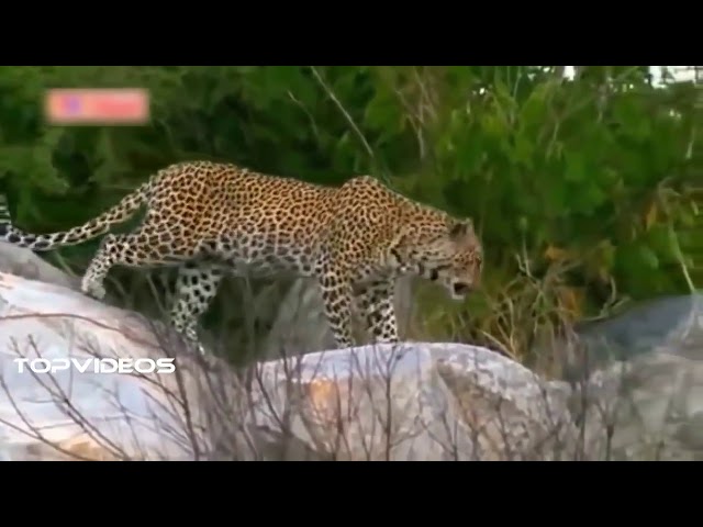 Leopard Vs Python Deadly fight caught on camera