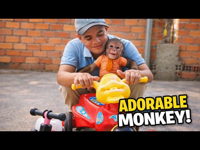 So Funny! Monkey Cubin Tries a Kids’ Bike for the First Time!