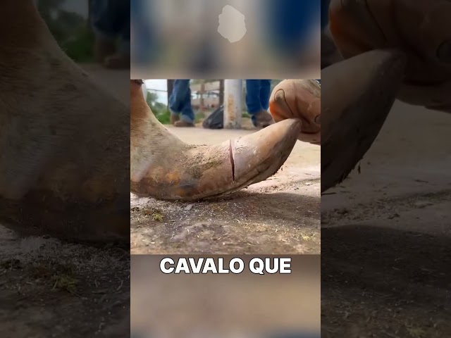 CAVALO DOMESTICO É DIFERENTE #interessante #curiosidade #curiosidades
