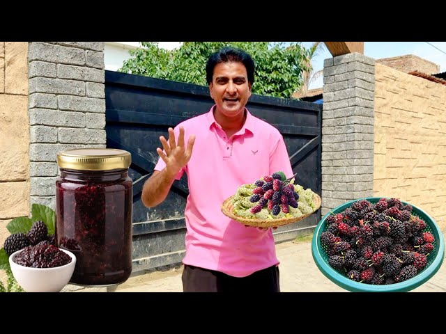 Mini Zoo k Shahtoot Toray aor Jam Bna Lia||Mulberry Jam Recipe||Wahab Kamran
