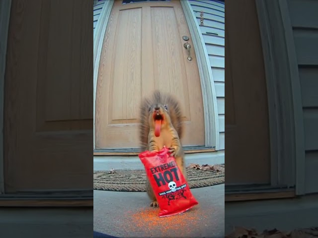 Squirrel Freaks Out After Eating EXTREMELY HOT Chips! 🔥🐿️
